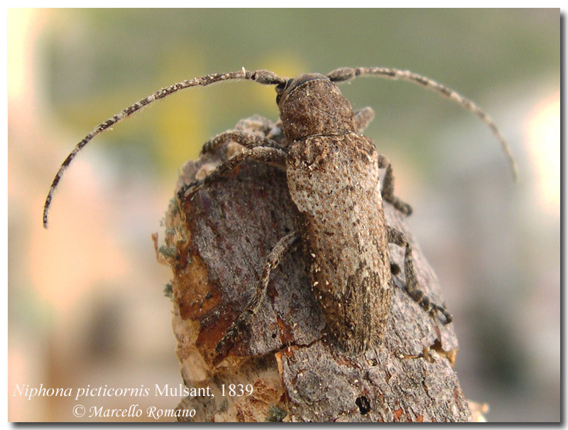  gi tempo di Cerambicidi.....Niphona picticornis